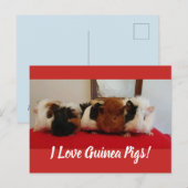 cavia-kaart uitnodiging briefkaart (Voorkant / Achterkant)