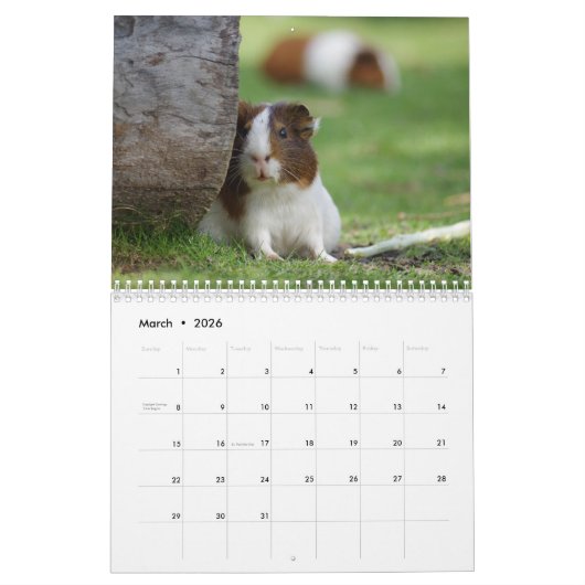 Cavia Kalender 2025 (Mar 2026)