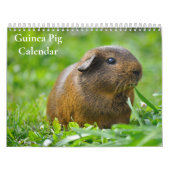 Cavia Kalender 2025 (Hoes)