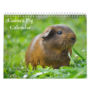 Cavia kalender 2027