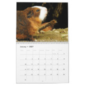 Cavia kalender 2027 (Jan 2027)