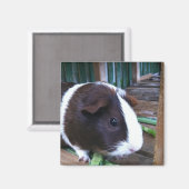 cavia magneet (Voorkant / Achterkant)