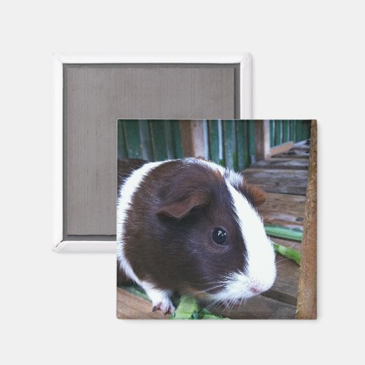 cavia magneet (Voorkant / Achterkant)