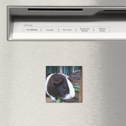 cavia magneet (Insitu (Vaatwasser))