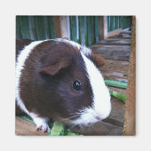 cavia magneet (Voorkant)