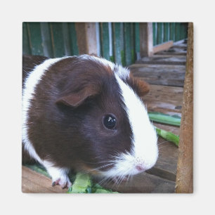 cavia magneet
