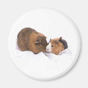 cavia magneet