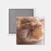 Cavia magneet #1 (Voorkant / Achterkant)