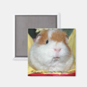 Cavia magneet #2 (Voorkant / Achterkant)