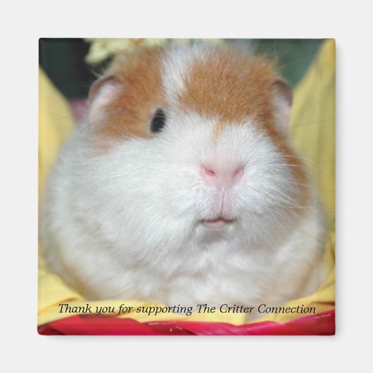 Cavia magneet #2 (Voorkant)