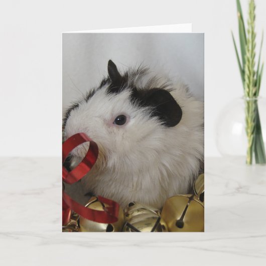 cavia met gouden klokken kaart (Voorkant)