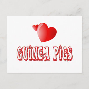 Cavia Pigs Briefkaart