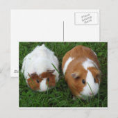 Cavia Pigs Briefkaart (Voorkant / Achterkant)