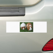 Cavia Pigs Bumpersticker (Op auto)