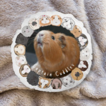 Cavia