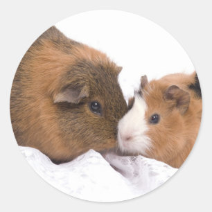 cavia ronde sticker