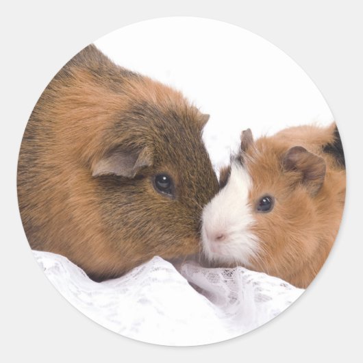 cavia ronde sticker (Voorkant)