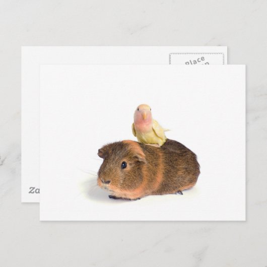 cavia ' s en gele vogel briefkaart (Voorkant / Achterkant)