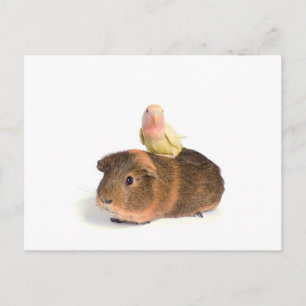cavia ' s en gele vogel briefkaart