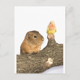 cavia ' s en gele vogel briefkaart