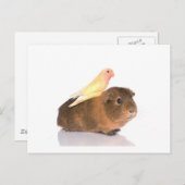 cavia ' s en gele vogel briefkaart (Voorkant / Achterkant)