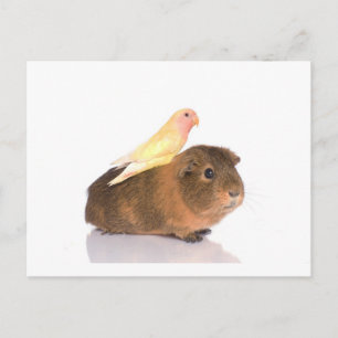 cavia ' s en gele vogel briefkaart