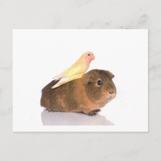 cavia ' s en gele vogel briefkaart (Voorkant)