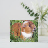 cavia ' s in de tuin briefkaart (Staand voorkant)