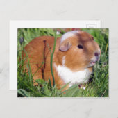 cavia ' s in de tuin briefkaart (Voorkant / Achterkant)