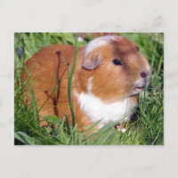 cavia ' s in de tuin