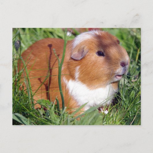 cavia ' s in de tuin briefkaart (Voorkant)