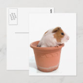 cavia ' s in een bloempot briefkaart (Voorkant / Achterkant)