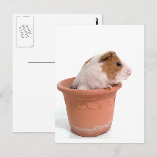 cavia ' s in een bloempot briefkaart (Voorkant / Achterkant)