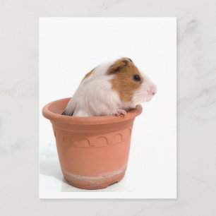 cavia ' s in een bloempot briefkaart