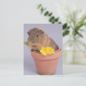 cavia ' s in een bloempot briefkaart (Staand voorkant)