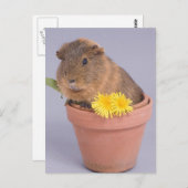 cavia ' s in een bloempot briefkaart (Voorkant / Achterkant)