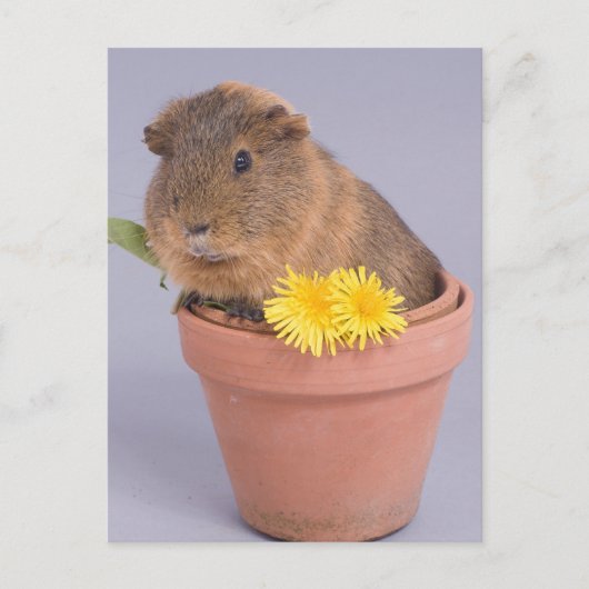 cavia ' s in een bloempot briefkaart (Voorkant)