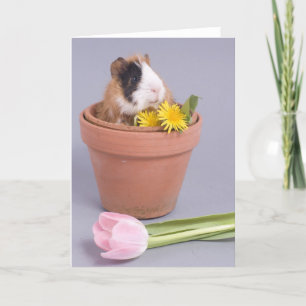 cavia ' s in een bloempot kaart
