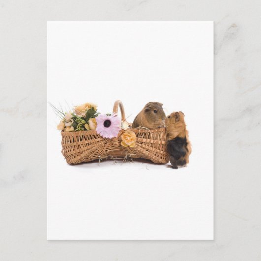 cavia ' s in een mand briefkaart (Voorkant)