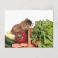 cavia ' s in een mandje groenten