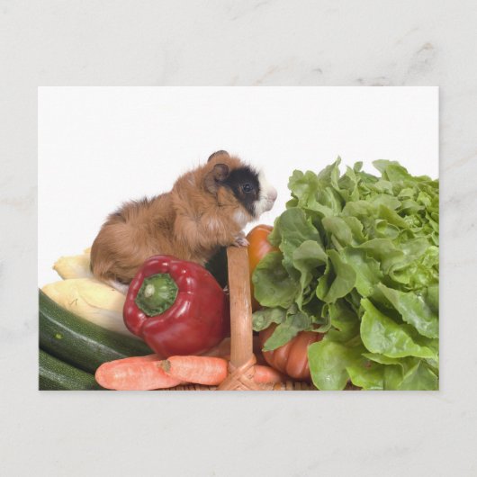 cavia ' s in een mandje groenten briefkaart (Voorkant)