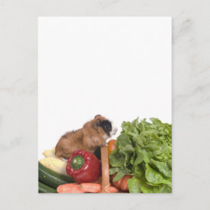 cavia ' s in een mandje groenten briefkaart