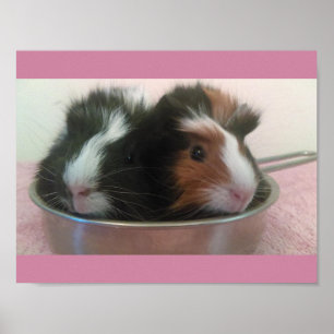 cavia ' s in speelgoed poster
