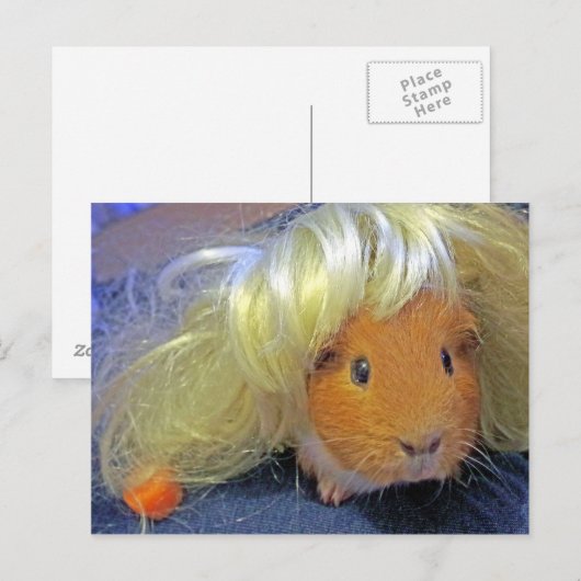 cavia ' s met een pruik briefkaart (Voorkant / Achterkant)