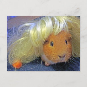 cavia ' s met een pruik briefkaart