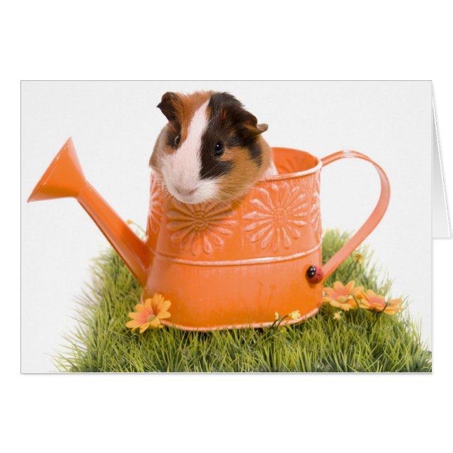 cavia ' s op een gras (Voorkant Horizontaal)