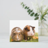 cavia ' s op een gras briefkaart (Staand voorkant)