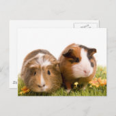 cavia ' s op een gras briefkaart (Voorkant / Achterkant)