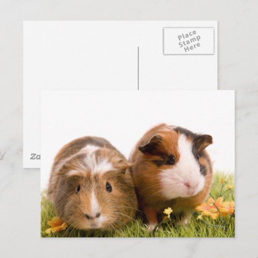 cavia ' s op een gras briefkaart (Voorkant / Achterkant)