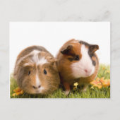 cavia ' s op een gras briefkaart (Voorkant)